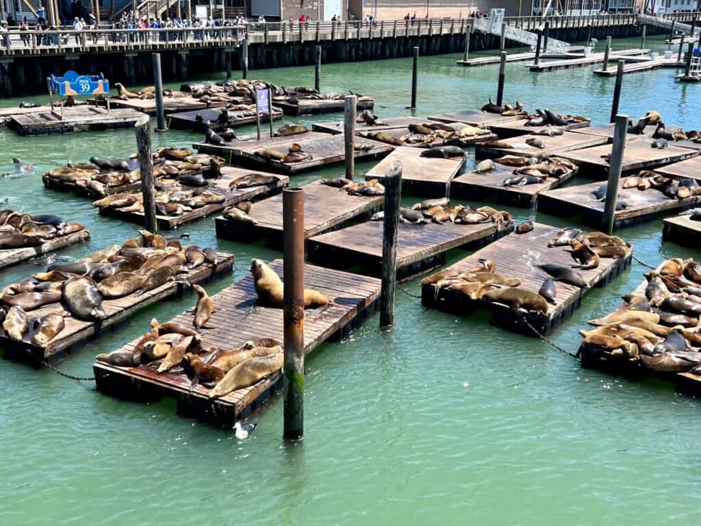 sea lions lounging on wooden platforms at Pier 39 in San Francisco