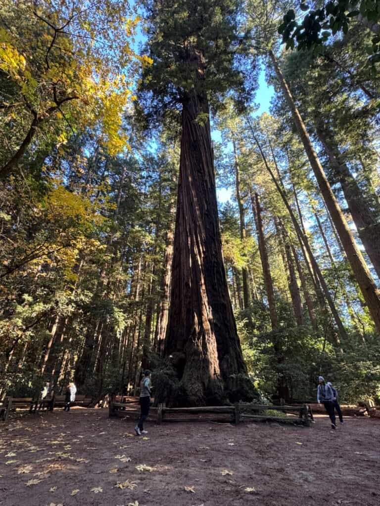 Giant redwood tree at Redwood Grove Loop Trail at Henry Cowell State Park