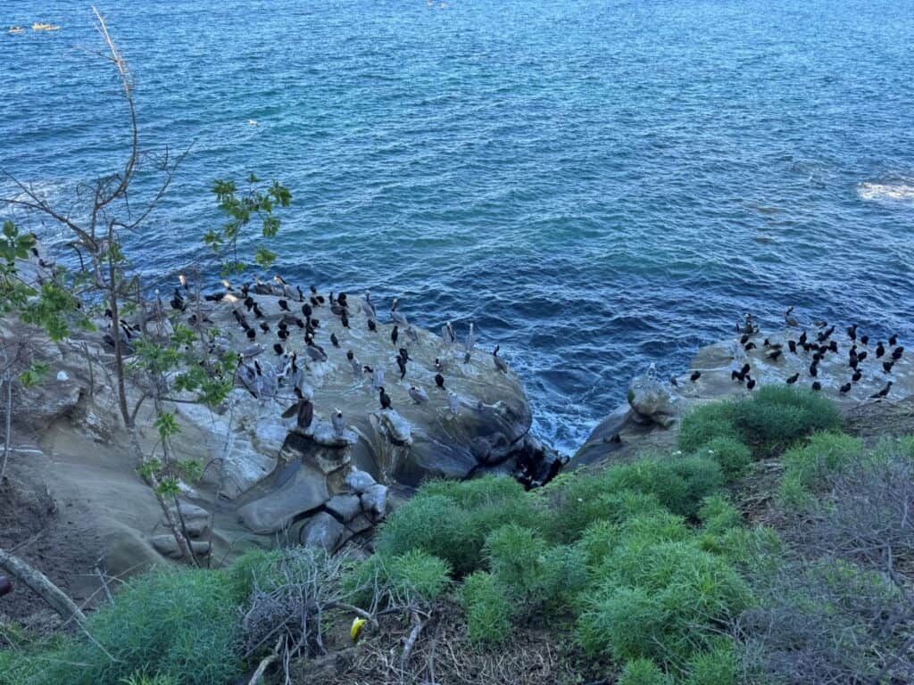 Sea birds on a rocky cliff near the ocean