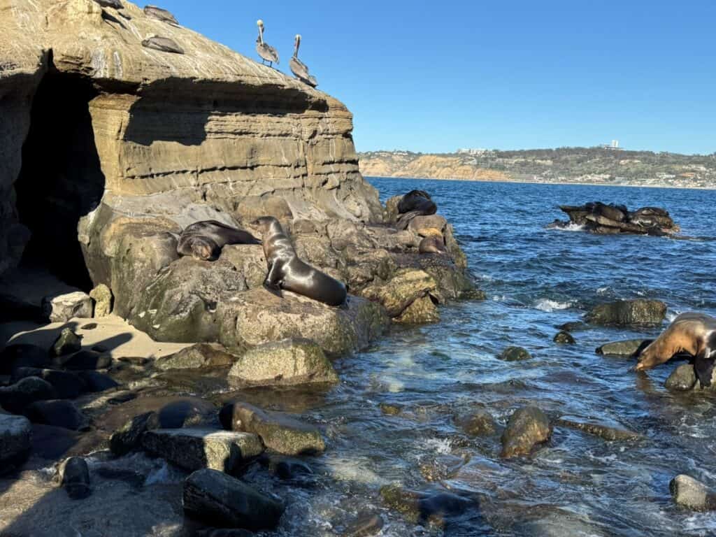 Sea lions lounging on rocks at La Jolla cove beach