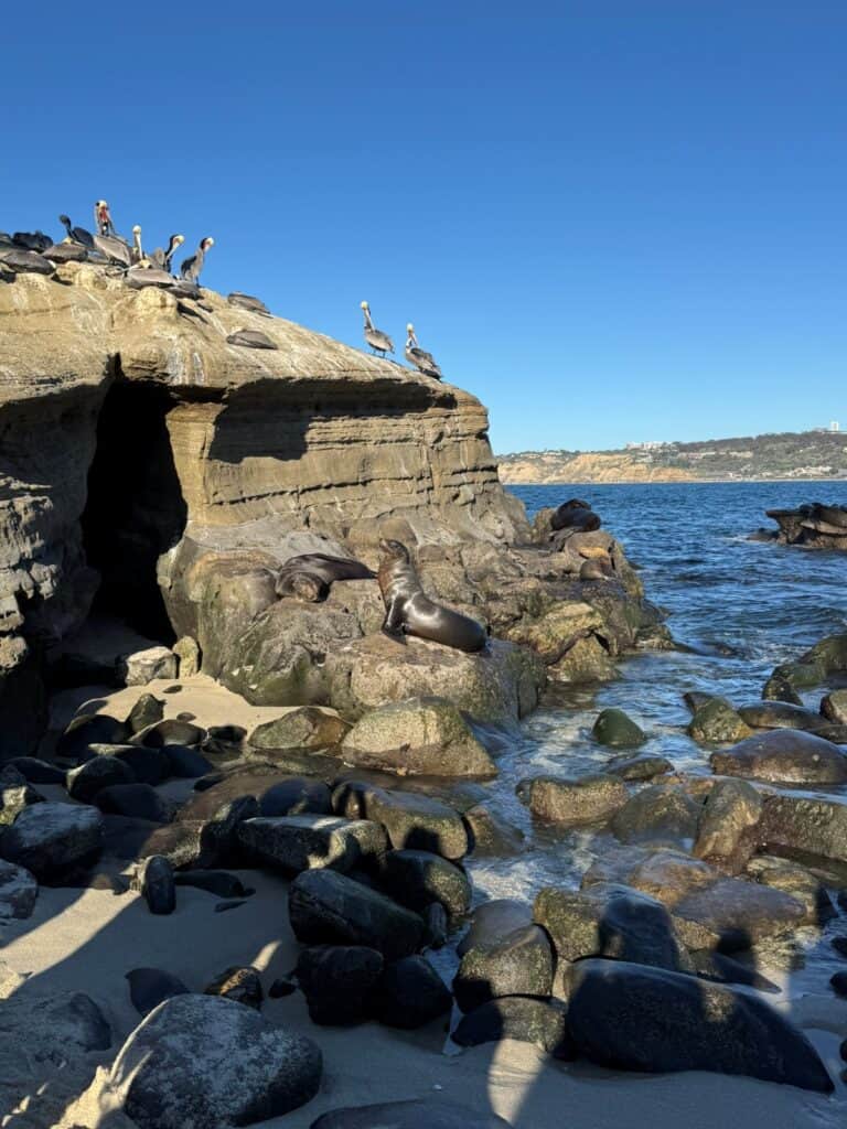Sea lions lounging on rocks at La Jolla cove beach