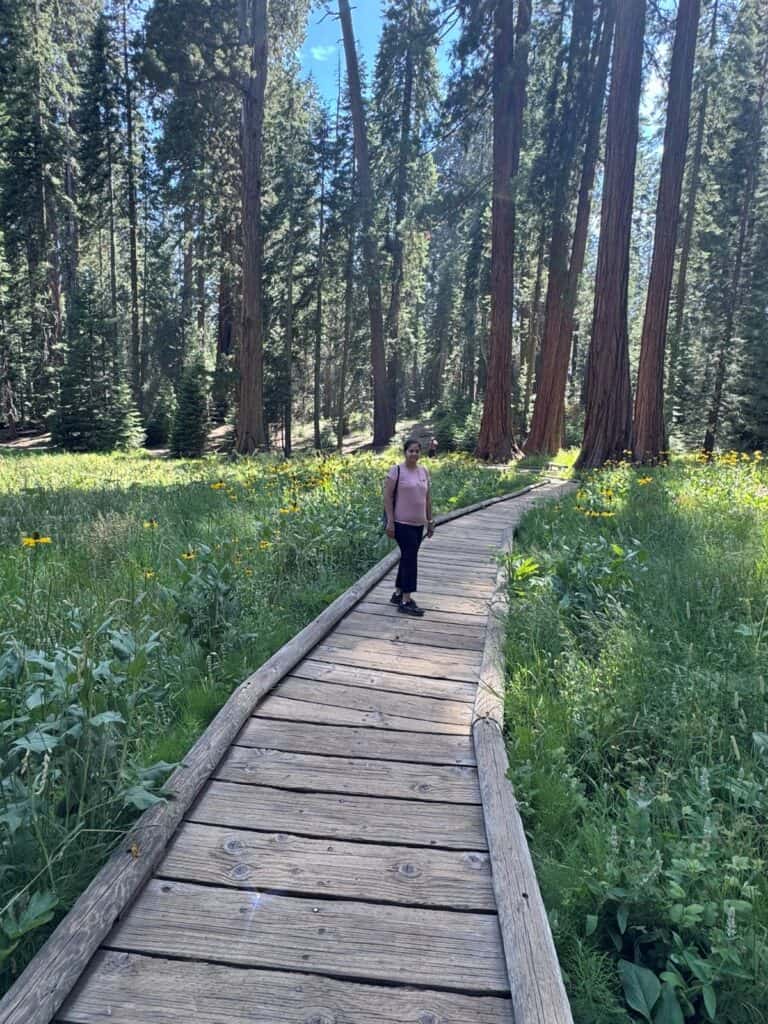 A girl on a wooden boardwalk trail in a meadow with sequoia trees