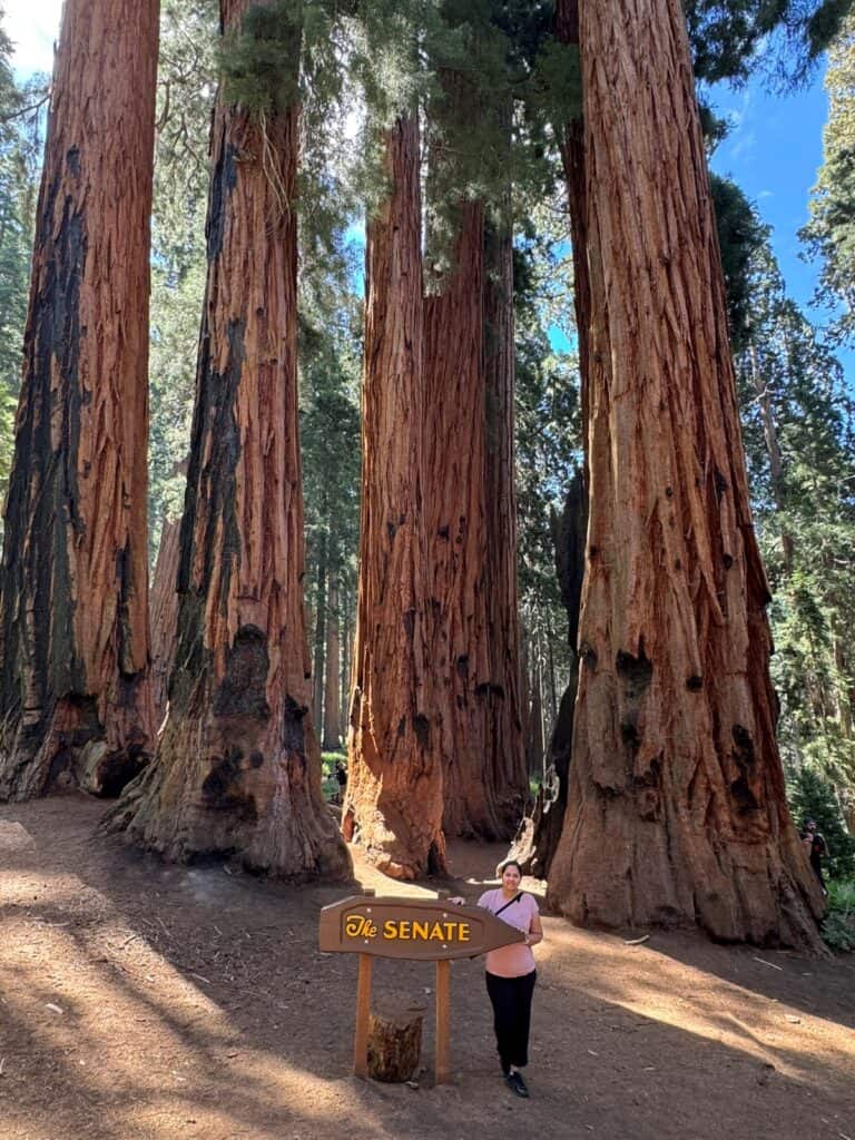 Me at the Senate Sequoia trees on Congress trail