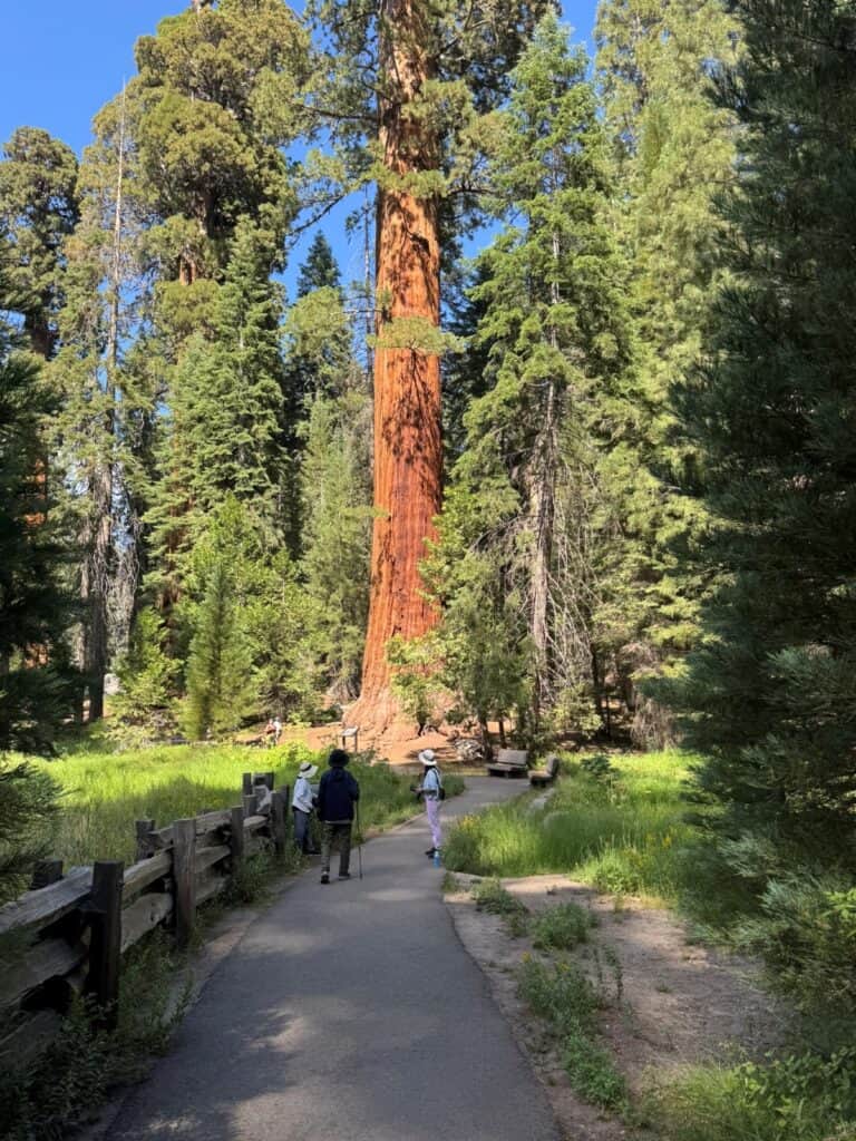A paved hiking path with giant sequoia trees