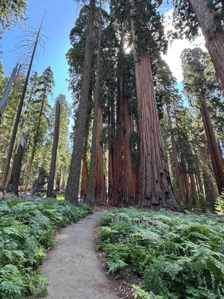 Congress Trail in Sequoia National Park