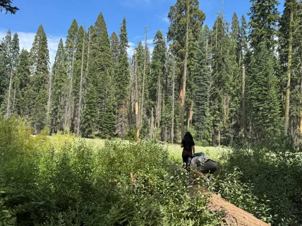 Crescent Meadow at Sequoia National Park