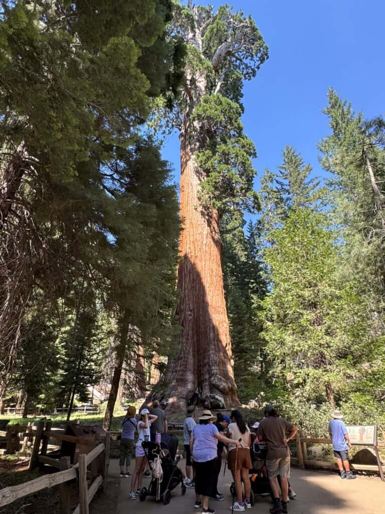 General Grant Tree in Kings Canyon