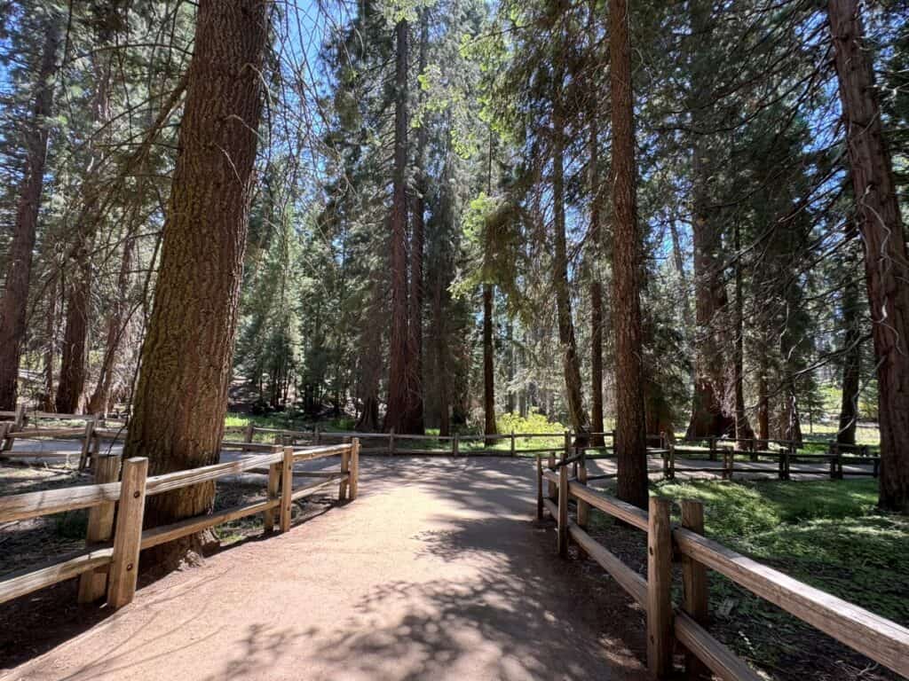 General Grant Tree trail in Kings Canyon