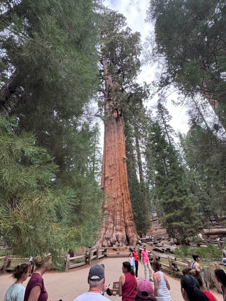 General Sherman Tree in Sequoia National Park