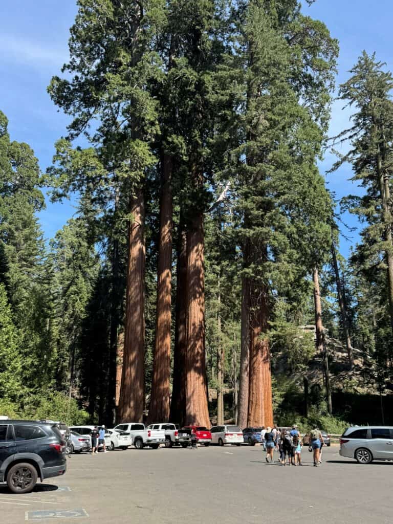 Giant Sequoia trees next to a parking lot