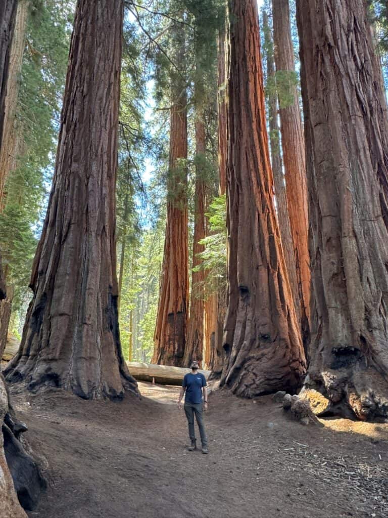 Hubby at the House Sequoia trees on Congress trail
