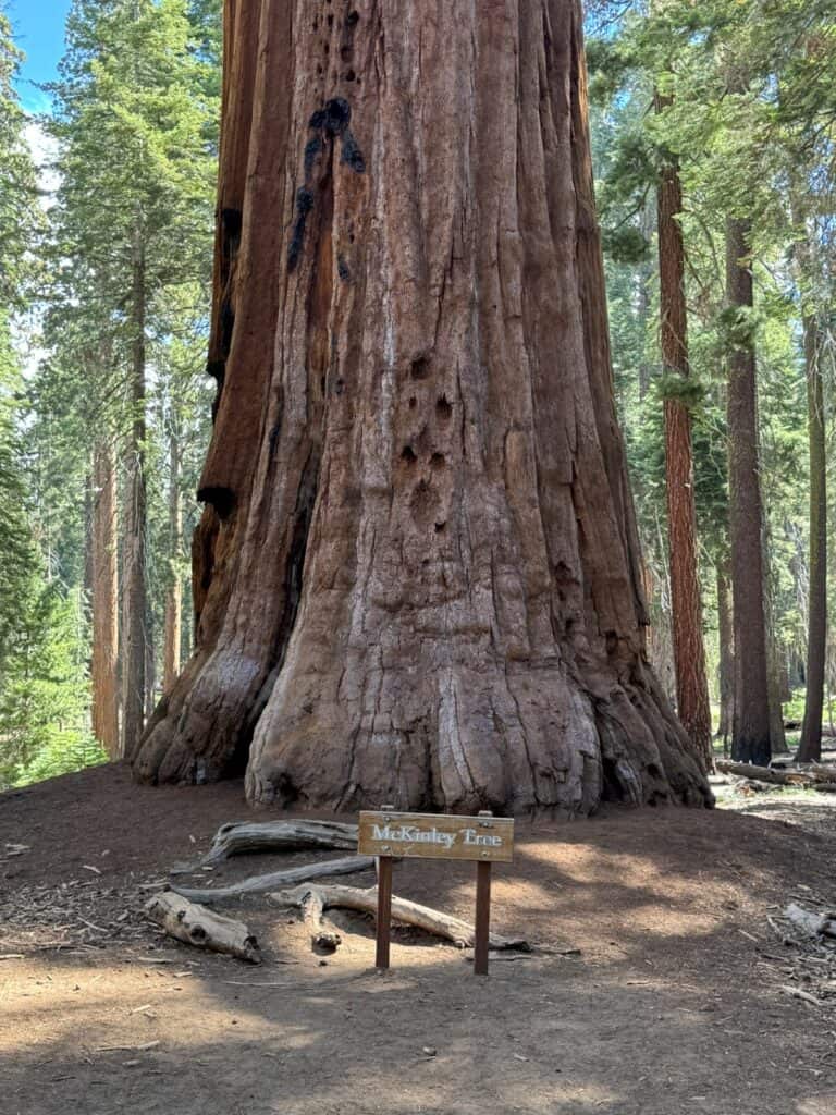 McKinley Tree on Congress Trail