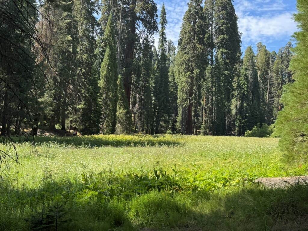 Round Meadow and Big Trees Trail