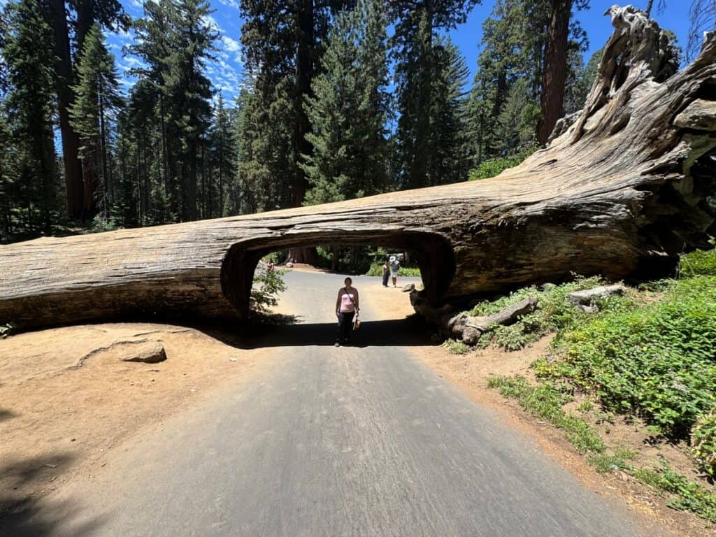 a girl standing under a tunnel carved in a fallen tree on the road